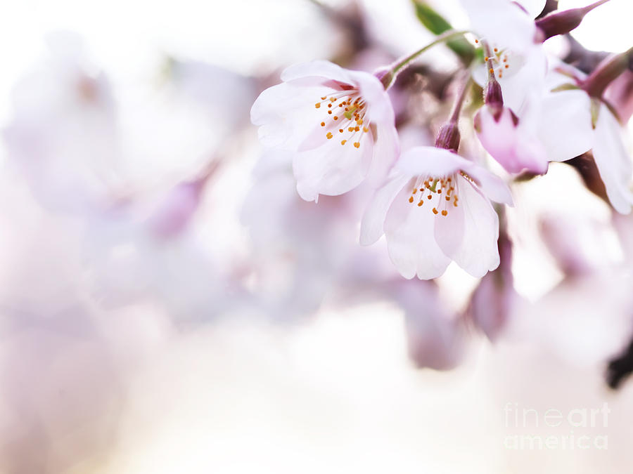 Beautiful pink cherry blossom Photograph by Maxim Images Exquisite Prints