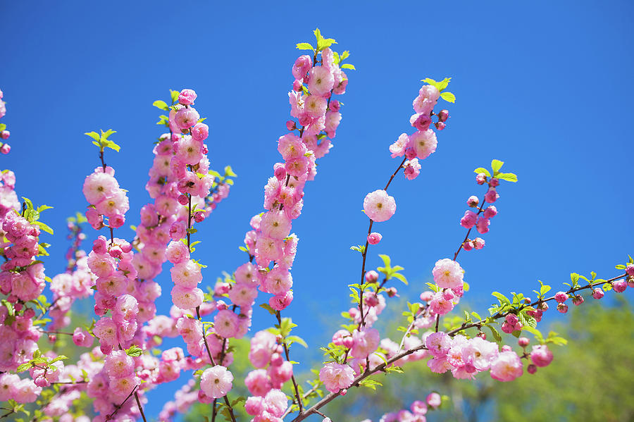 Beautiful Pink Cherry Blossoms On A Blue Background Sakura