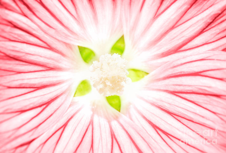 Beautiful pink flower background Photograph by Anna Om