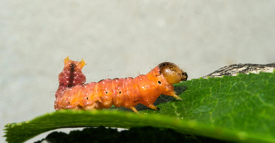 Beautiful Pink Larvae With Flying Posterior Photograph