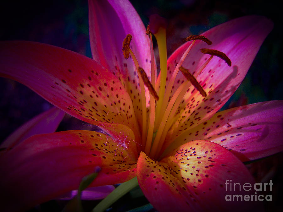 Beautiful Pink Lily Photograph by Sonya Chalmers