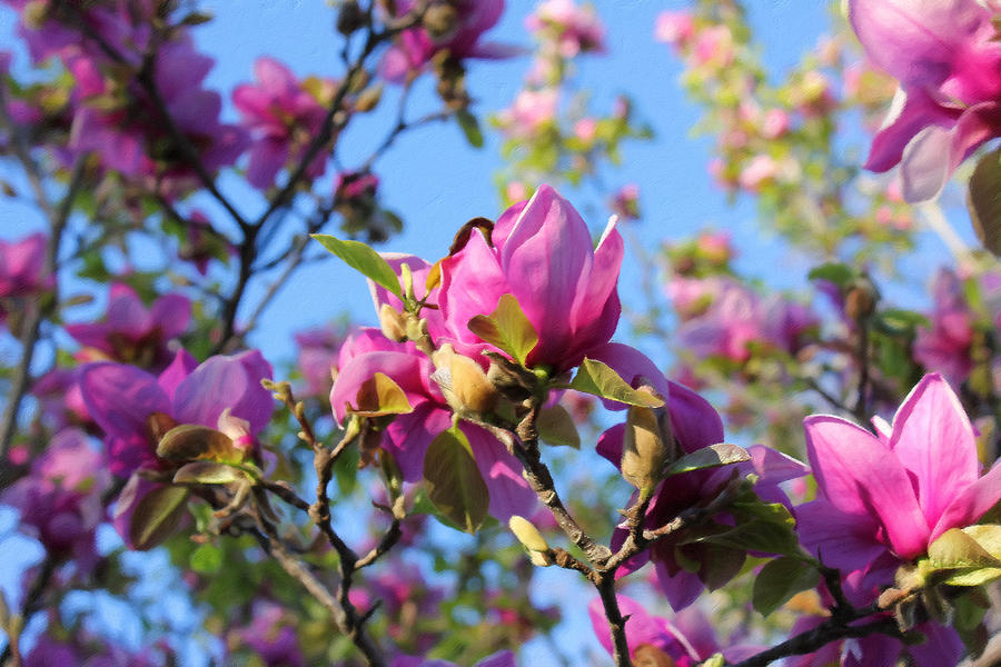 Flower Mixed Media - Beautiful Pink Magnolia Blossoms by Georgiana Romanovna