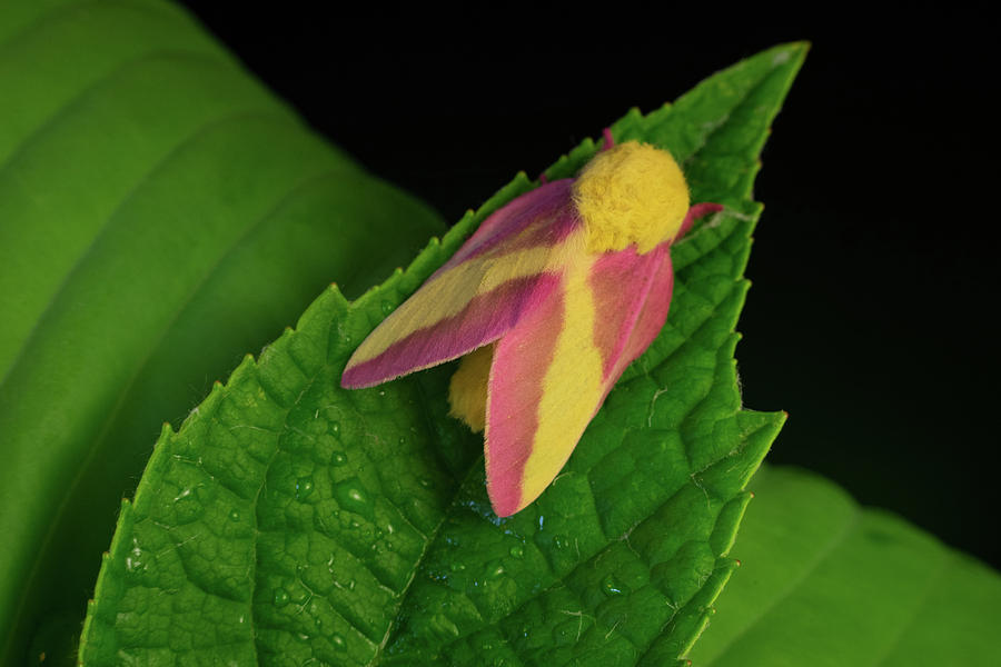 Beautiful Pink Moth on Pointed Leaf Photograph by Douglas Barnett