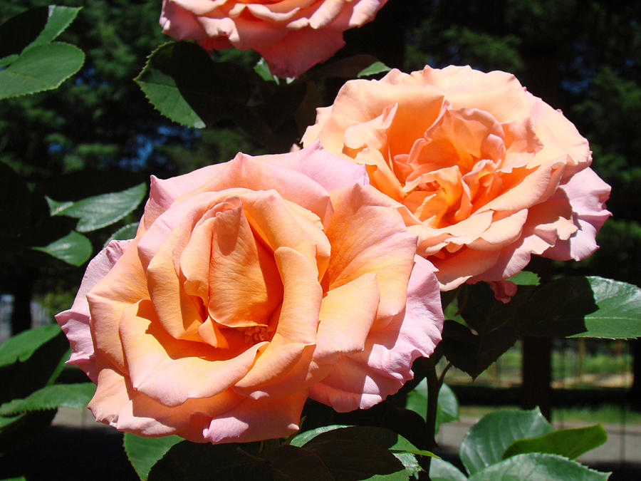 Beautiful Pink Orange Rose Flowers Garden Baslee Troutman  Photograph by Patti Baslee