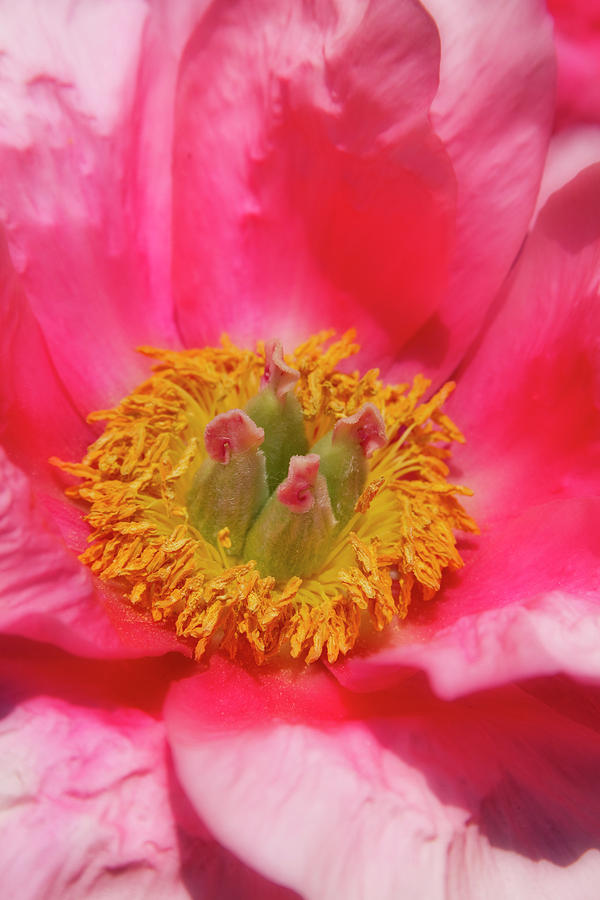 Beautiful Pink Peony Flower Vertical Photograph