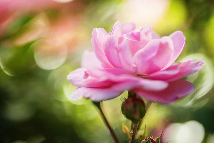 Beautiful Pink Rose blooming in garden with natural bokeh Photograph by Vishwanath Bhat