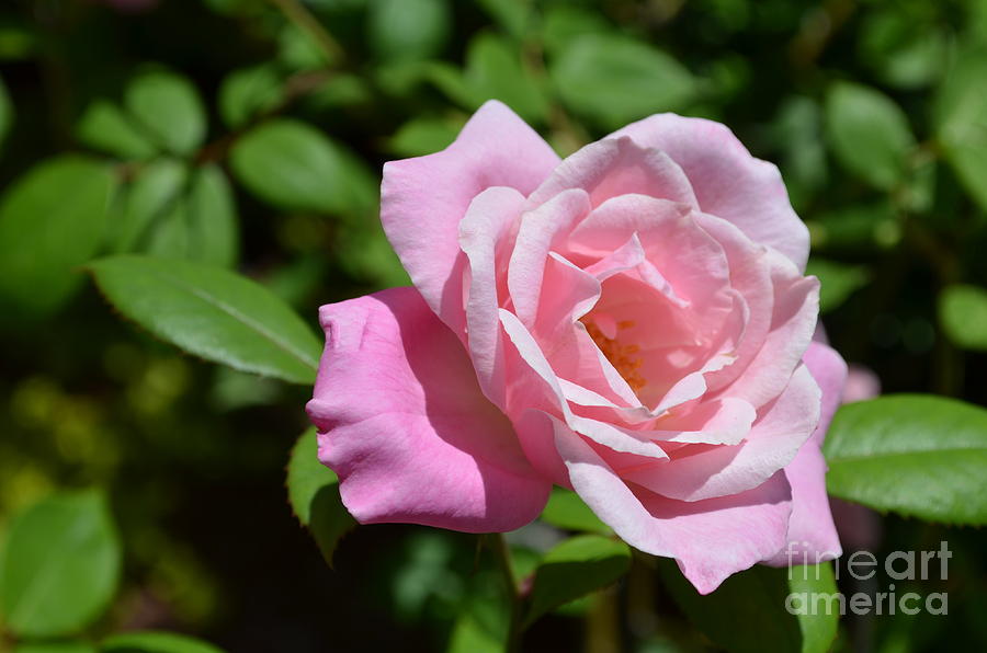 Rose Photograph - Beautiful Pink Rose by DejaVu Designs