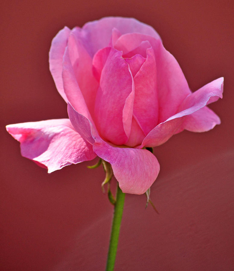 Beautiful Pink Rose Photograph by Jay Milo