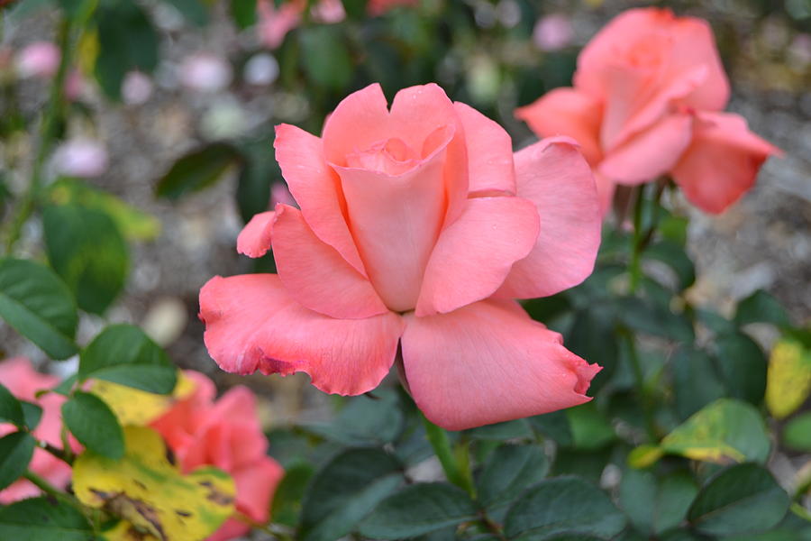 Beautiful Pink Rose Photograph