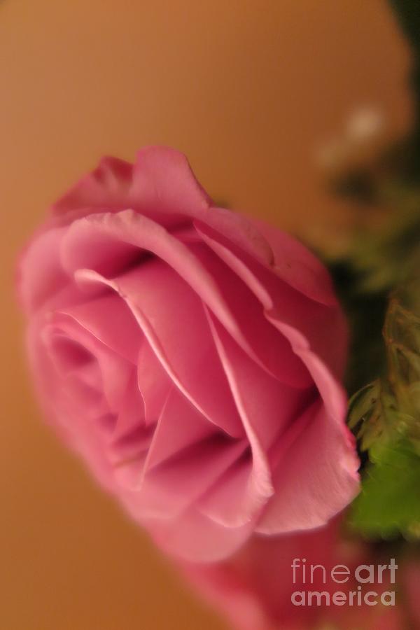 Pink Rose Photograph by Tara  Shalton