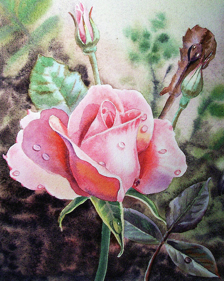 Beautiful Pink Rose With Dew Drops Watercolor Painting