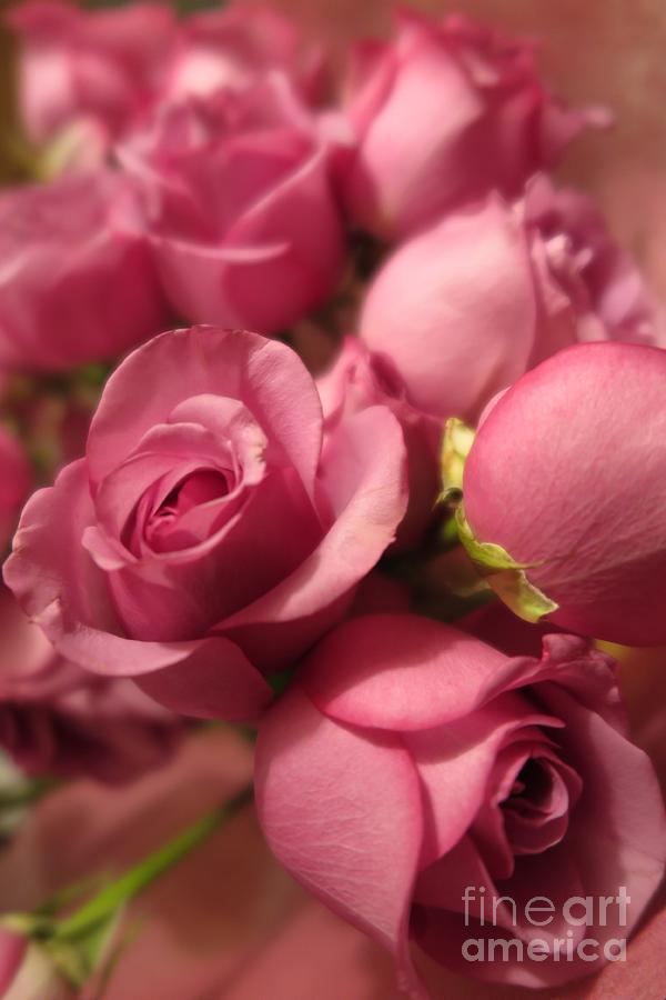 Beautiful Pink Roses 11 Photograph by Tara  Shalton