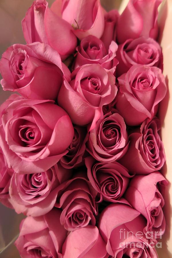 Beautiful Pink Roses 9 Photograph by Tara  Shalton