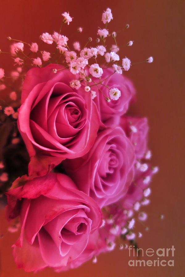 Beautiful Pink Roses Abstract Photograph by Tara  Shalton