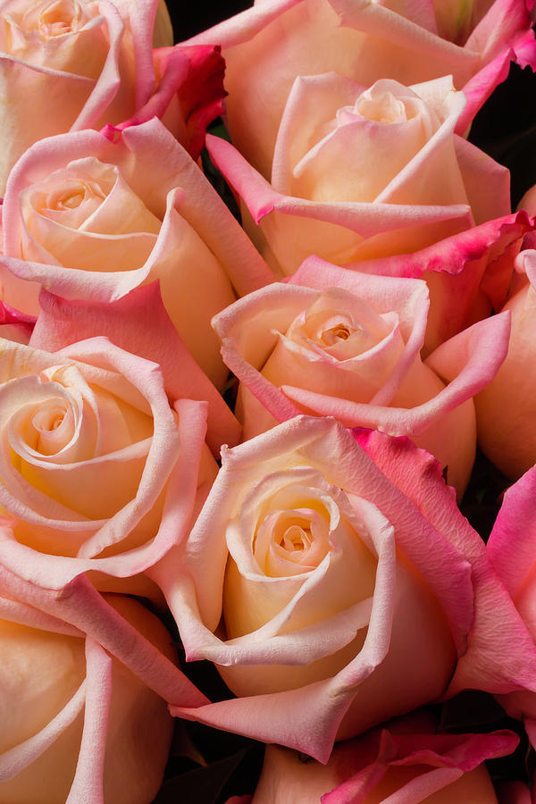 Beautiful Pink Roses Photograph by Garry Gay