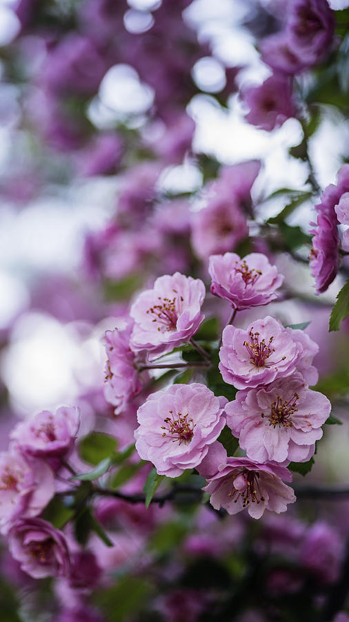 Beautiful pink spring flowers with natural bokeh Photograph by Vishwanath Bhat