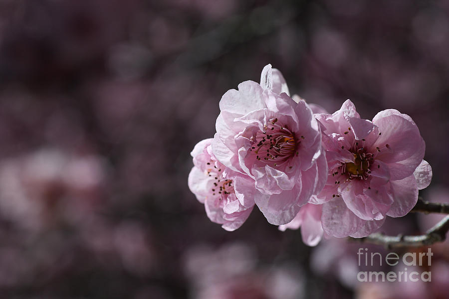 Beautiful Pink Spring Prunus Blossom Photograph by Joy Watson