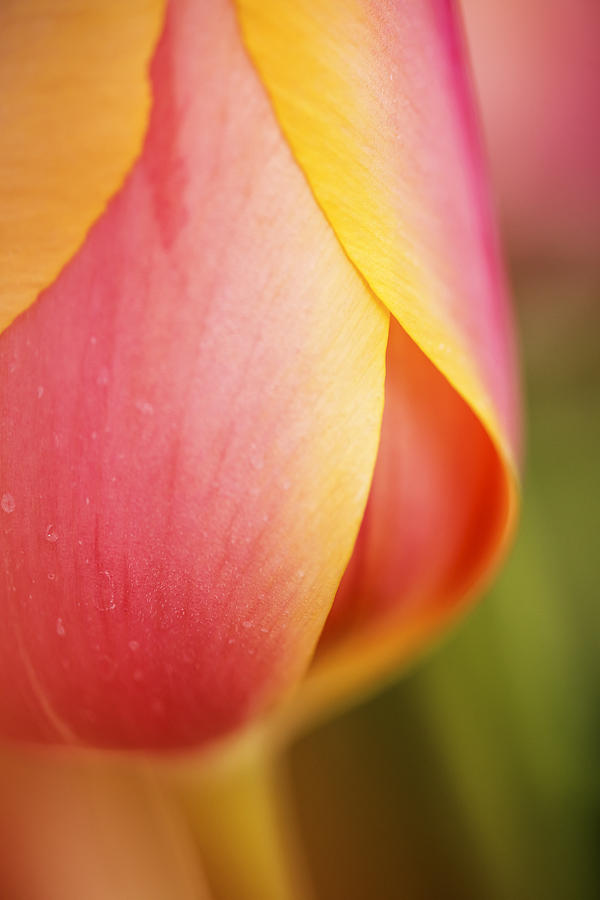 Beautiful pink and yellow tulip closeup Photograph by Vishwanath Bhat