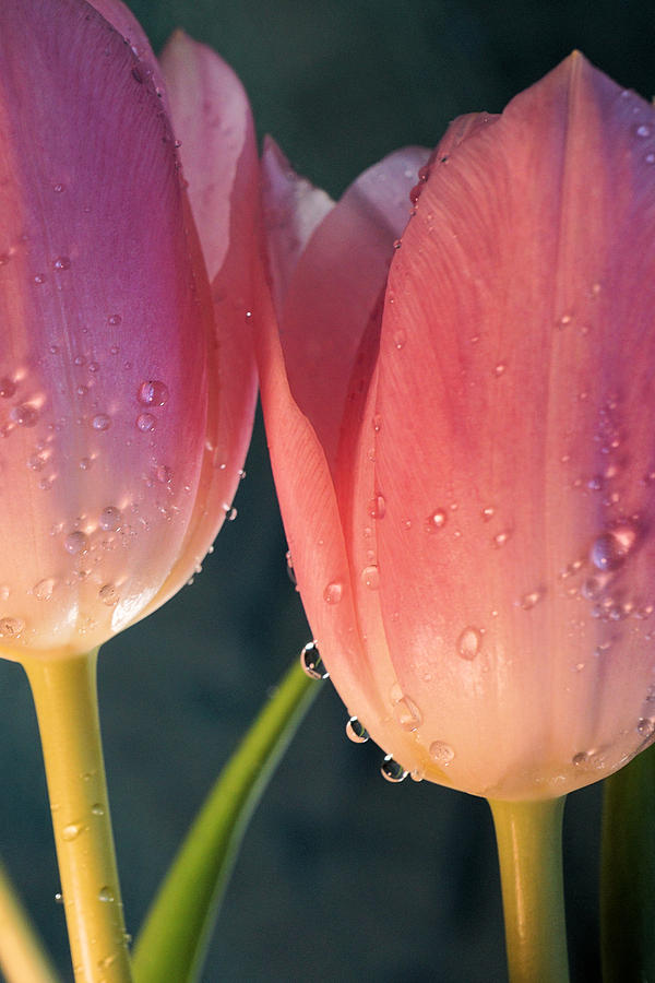 Beautiful pink tulips Photograph by Lilia S