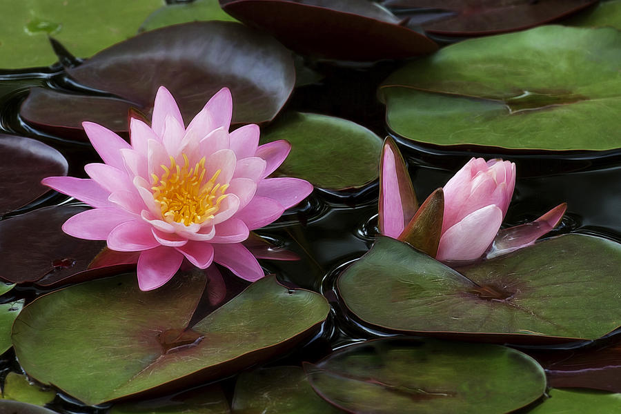 Beautiful Pink Water Lilies Photograph By Linda D Lester 7405