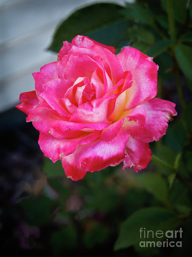 Beautiful Pinkish  Rose Photograph by Robert Bales