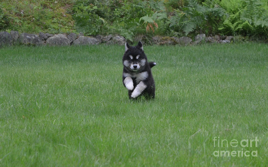Beautiful Playful Alusky Pup Running Through the Grass Photograph by DejaVu Designs