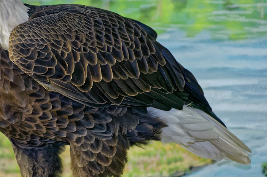 Beautiful Plummage by Roderick Bley Beautiful Plummage by Roderick Bley