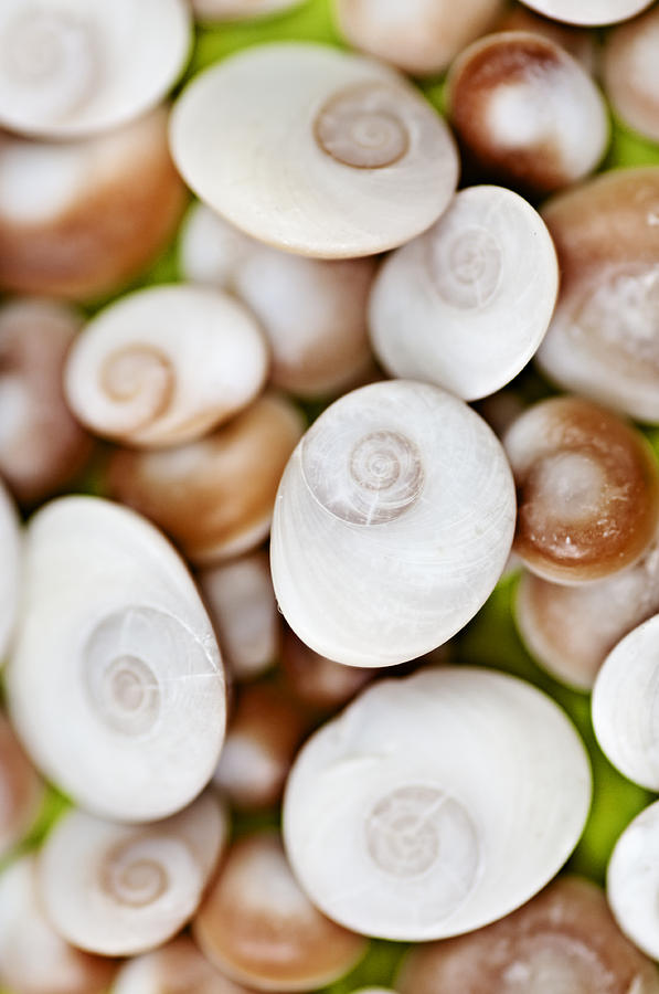 Beautiful polished shells by the sea Photograph by Pedro Cardona Llambias