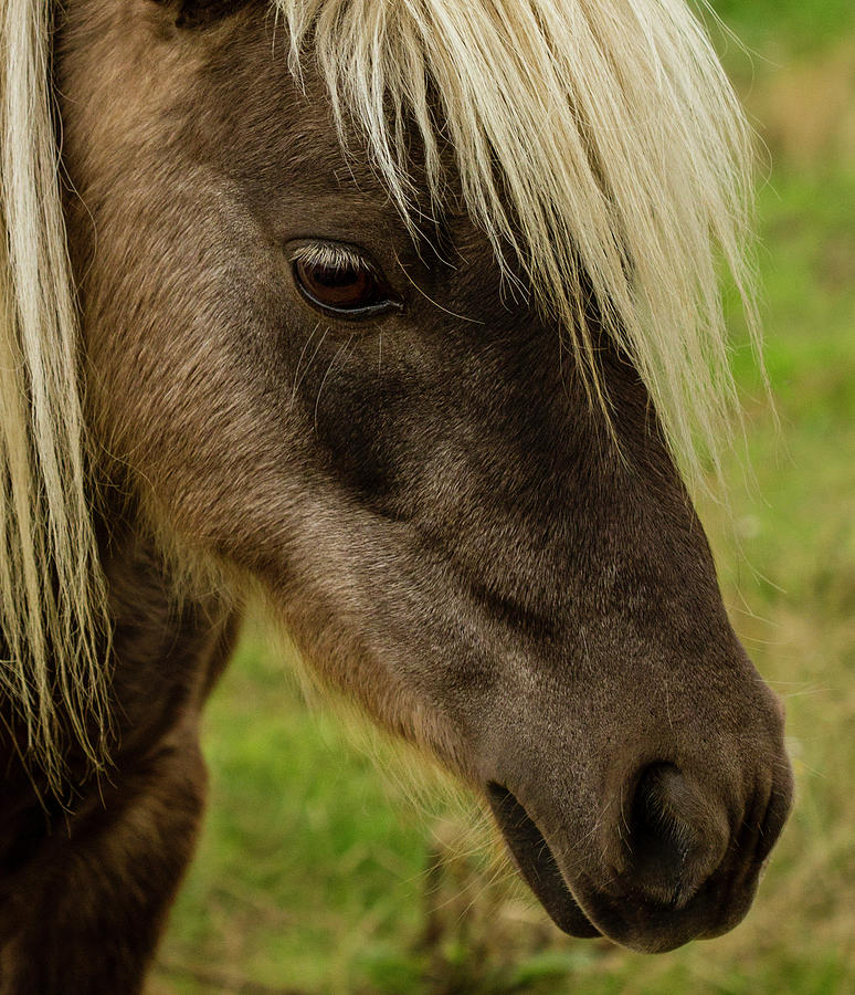 Beautiful Pony Face Photograph by Jean Noren