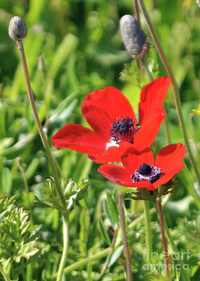 Beautiful Poppies Photograph by Lydia Holly