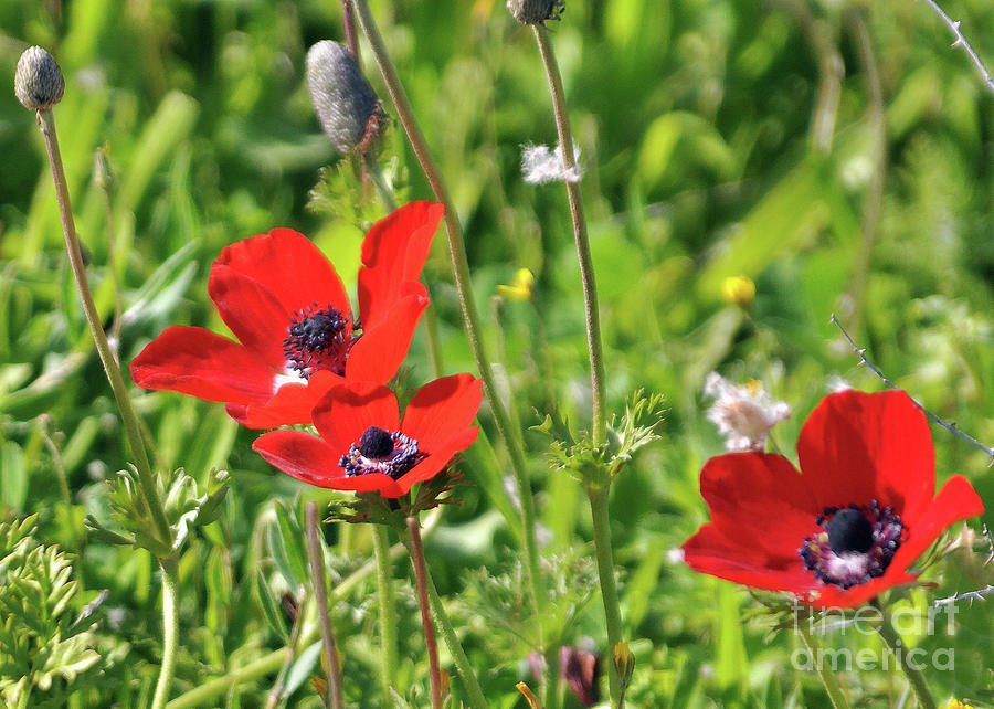 Beautiful Poppies No.2 Photograph by Lydia Holly
