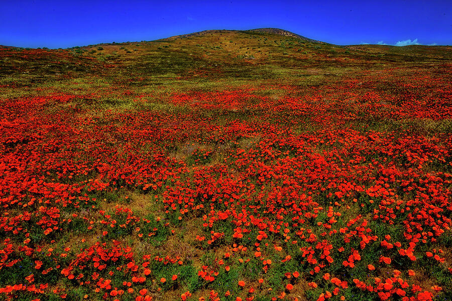 Beautiful Poppy Field Photograph by Garry Gay
