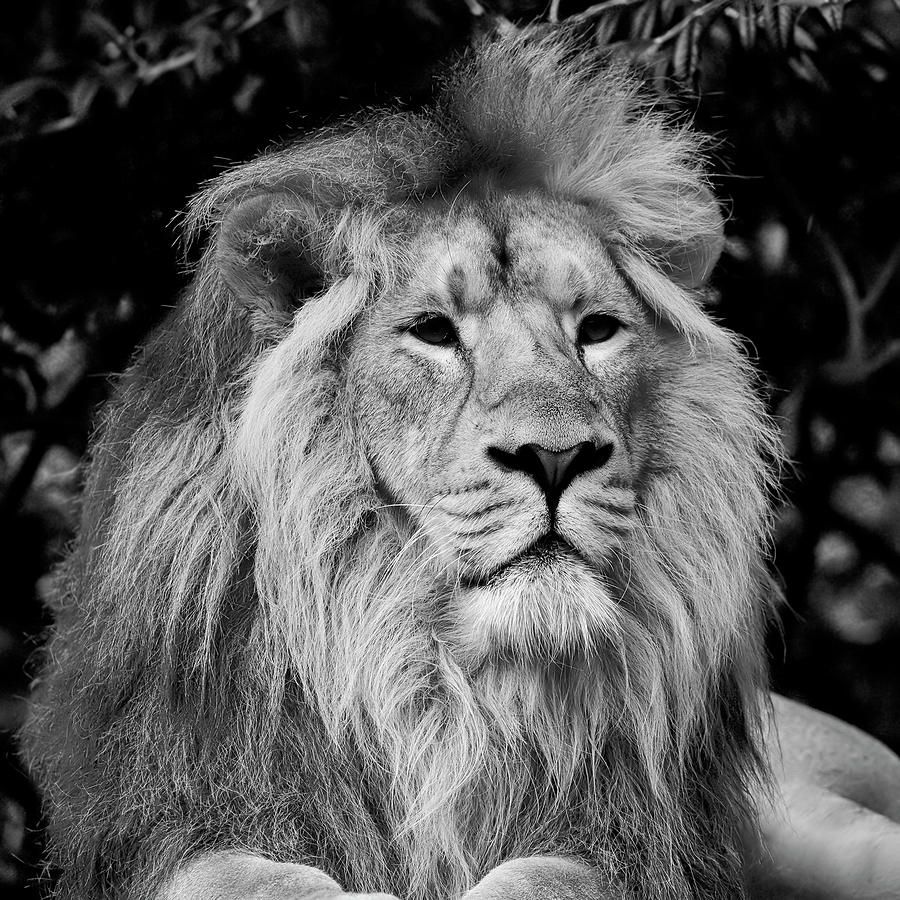 Beautiful portrait of Asiatic Lion Panthera Leo Persica in black ...