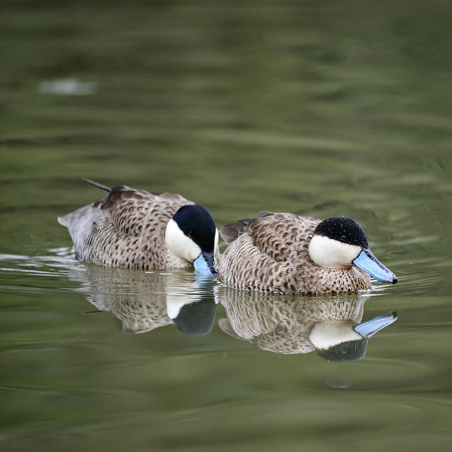 Beautiful Portrait Of Puna Teal Anas Puna Duck Bird On Water In