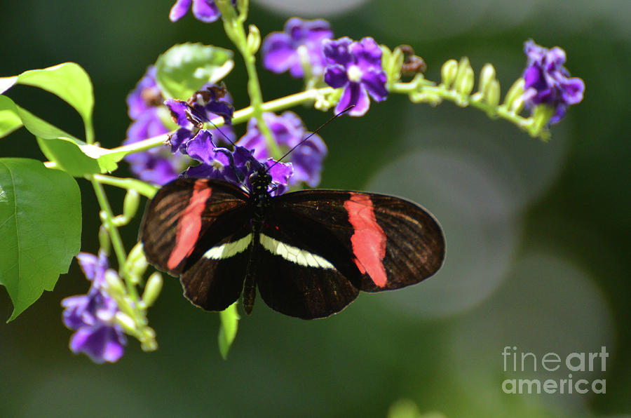 Beautiful Postman Butterfly Polinating Tiny Purple Flowers Photograph by DejaVu Designs