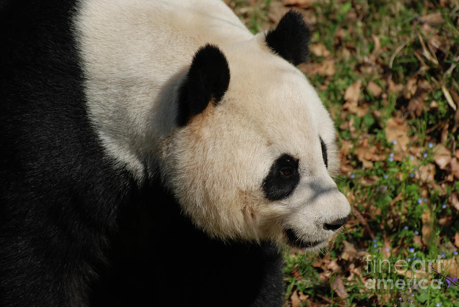 Nature Photograph - Beautiful Profile of a Giant Panda Bear by DejaVu Designs
