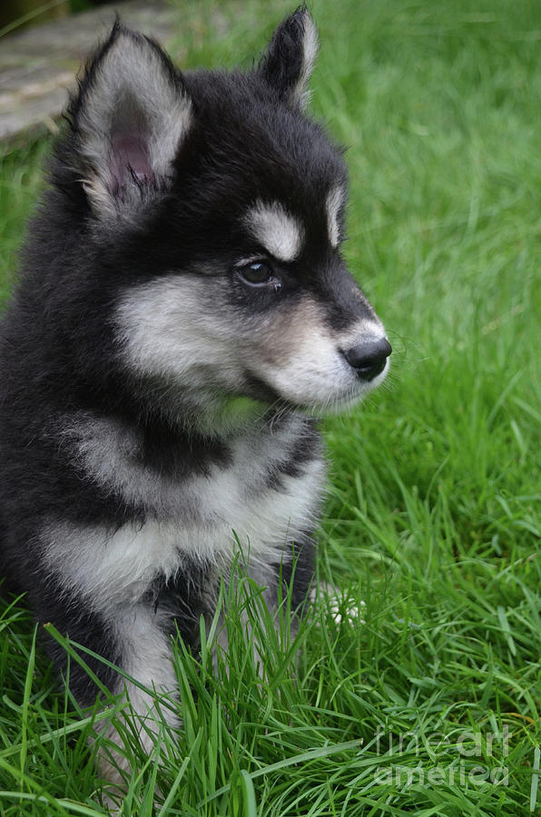 Beautiful Profile of an Alusky Pup Sitting in Grass Photograph by DejaVu Designs