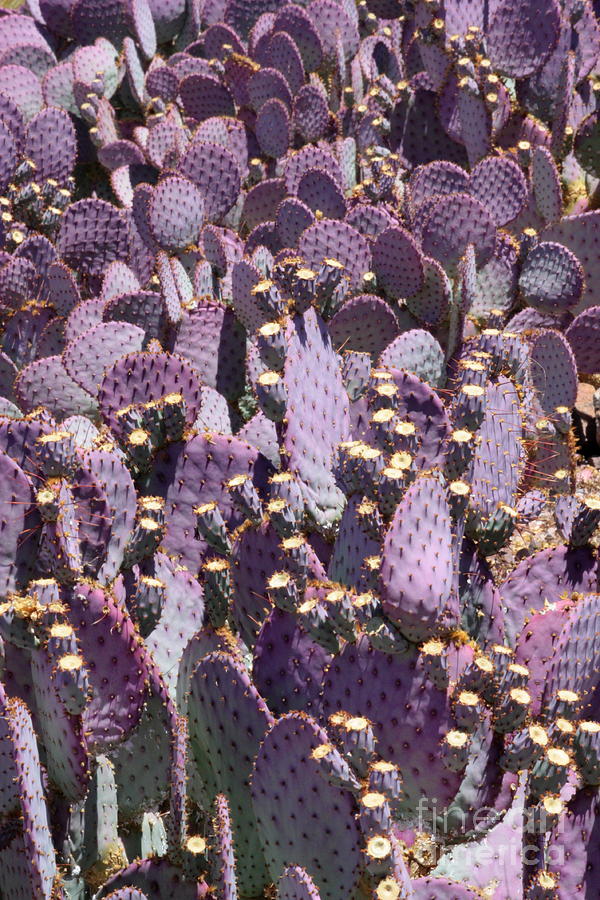 Beautiful Purple Cactus Photograph by Carol Groenen