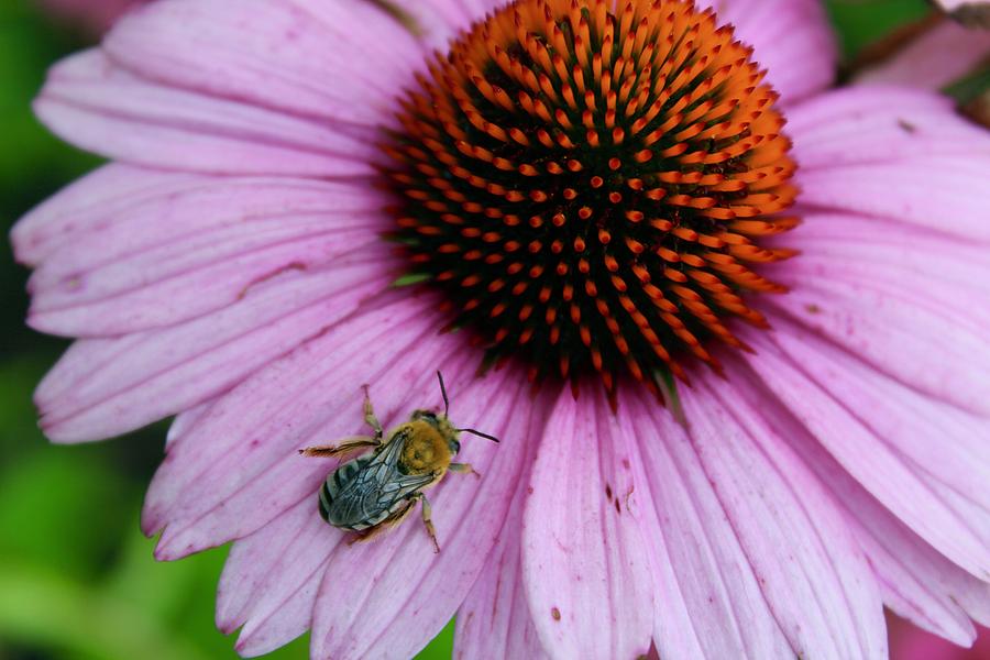 Beautiful Purple Cone Flower hosting a Honey Bee Photograph by M E