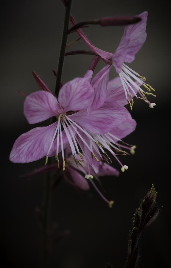 Beautiful Purple Floral  Photograph by Debra Forand