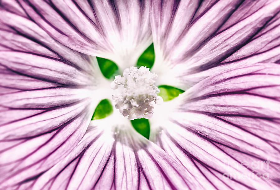 Beautiful purple flower background Photograph by Anna Om