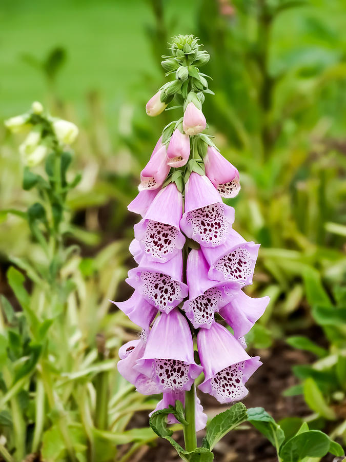 Beautiful Purple Foxglove Photograph by Cynthia Woods - Fine Art America