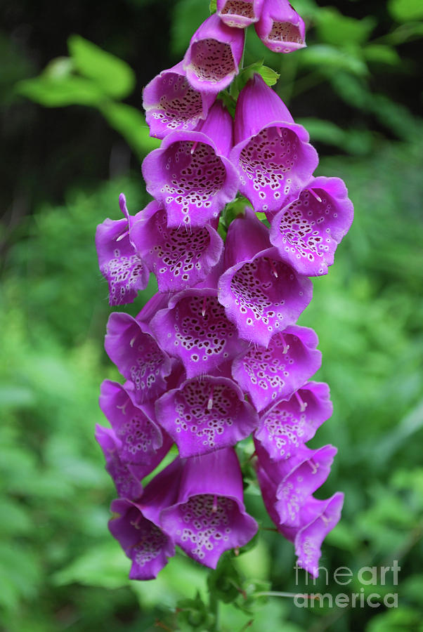 Beautiful Purple Foxglove Plant in a Garden Photograph by DejaVu ...