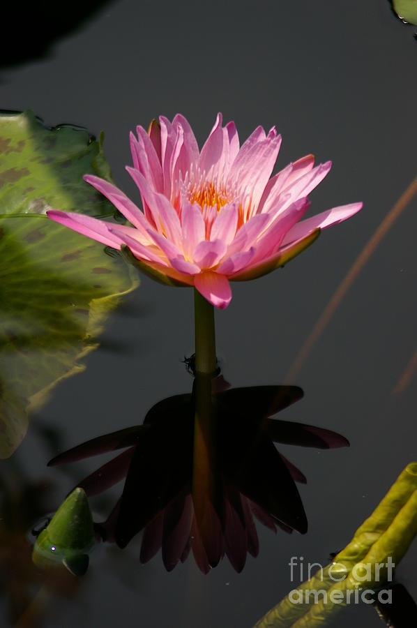 Beautiful Purple Lotus Waterlily Photograph by Jackie Irwin