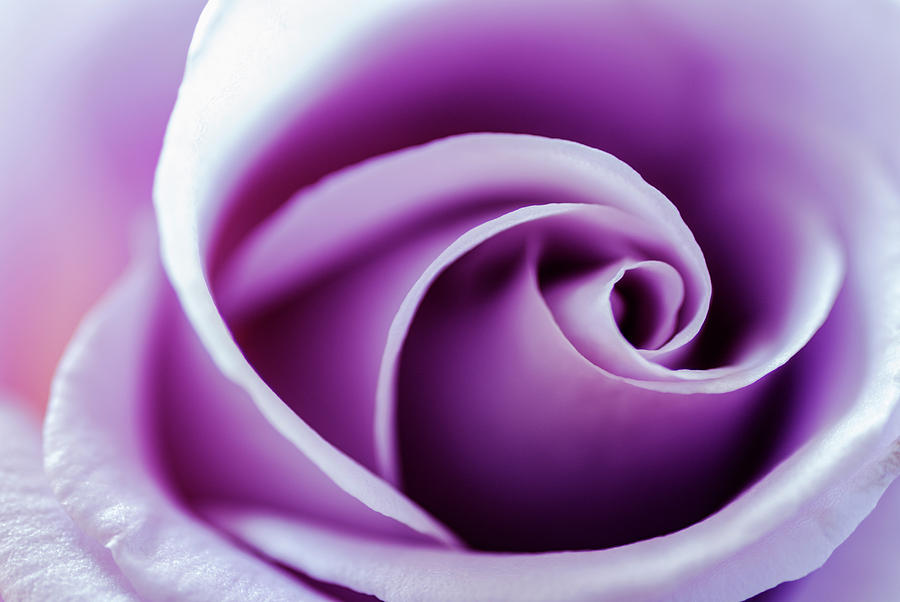 Beautiful purple rose closeup Photograph by Vishwanath Bhat