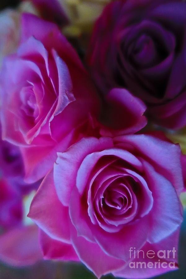 Flower Photograph - Beautiful Purple Roses 2 by Tara  Shalton