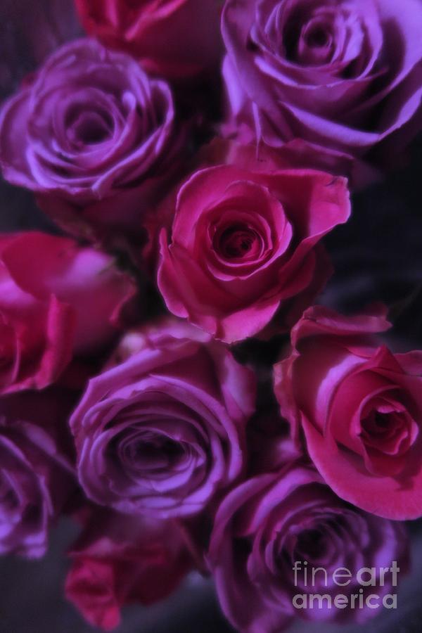 beautiful pictures of purple roses