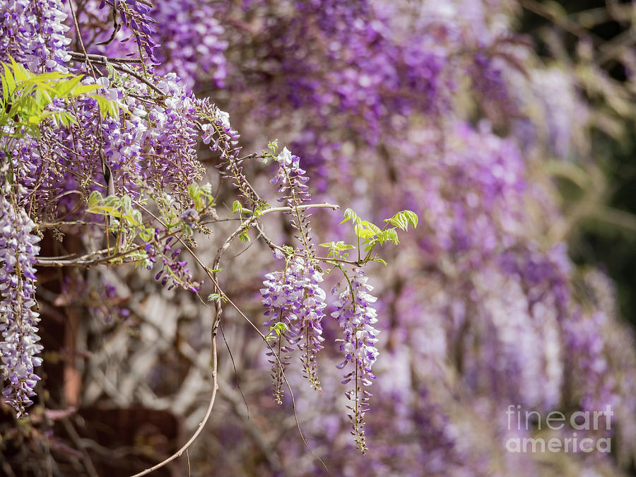 Beautiful Purple Wisteria Blossom Photograph