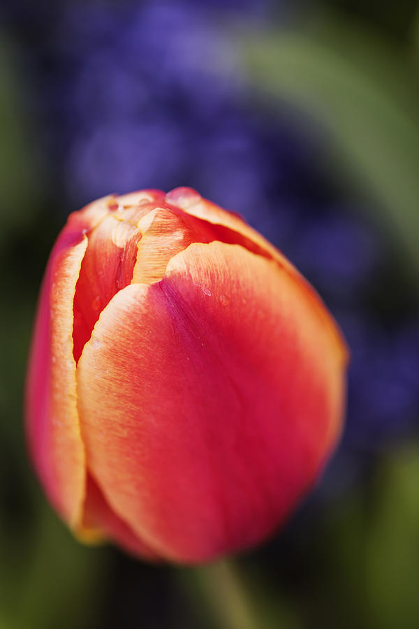 Spring Photograph - Beautiful red and orange colored tulip  by Vishwanath Bhat