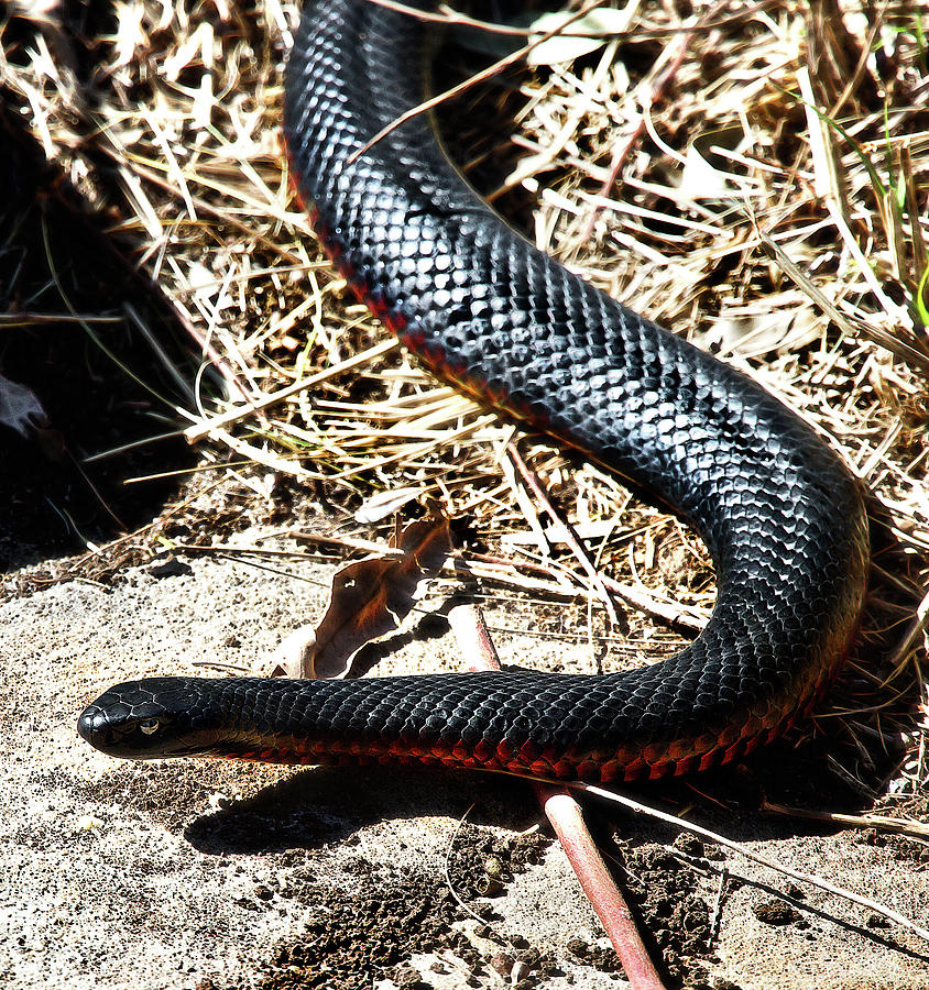 Snake Photograph - Beautiful Red-bellied Black Snake  by Miroslava Jurcik